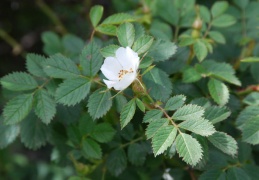 Rosa elliptica