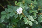 Rosa elliptica