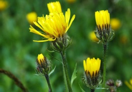 Crepis pyrenaica 