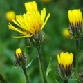 20070627_gletsch_vs_crepis_pyrenaica_.jpg