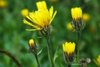 Crepis pyrenaica 