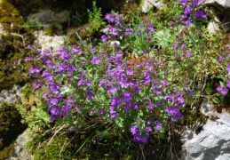 Acinos alpinus