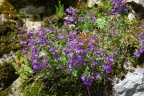 Acinos alpinus