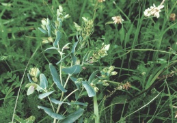 Cerinthe glabra