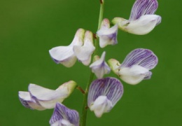 Vicia sylvatica