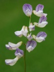 Vicia sylvatica