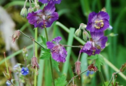 Geranium phaeum subsp.lividum 