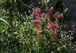 Sempervivum montanum