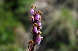 Orchis spitzelii