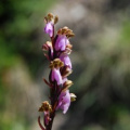 20070629_rosswald_VS_orchis_spitzelii_.jpg