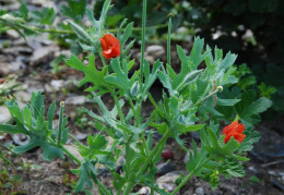 Glaucium corniculatum