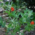 20070630_chermignon-cult._glaucium_corniculatum_.jpg