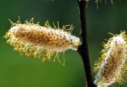 Salix aurita