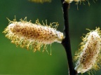 Salix aurita