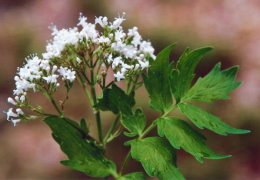 Valeriana repens, Valériane rampante