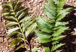 Valeriana repens, Valériane rampante