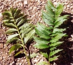 Valeriana repens, Valériane rampante