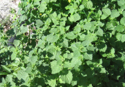 Nepeta cataria