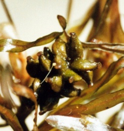Potamogeton obtusifolius, Potamot à feuilles obtuses