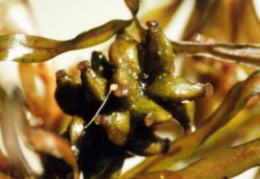 Potamogeton obtusifolius, Potamot à feuilles obtuses