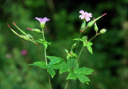 Geranium nodosum, Géranium noueux