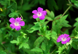 Geranium palustre, Géranium des marais