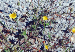 Crepis foetida, Crépide fétide