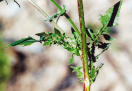 Crepis foetida, Crépide fétide