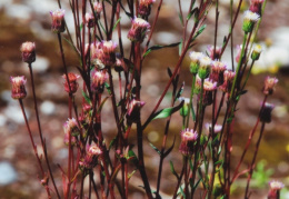 Erigeron acer, Vergerette âcre