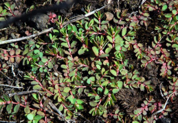 Euphorbia maculata, Euphorbe maculée