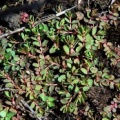 20070801_delemont_la-ballastiere_euphorbia_maculata.jpg