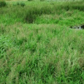 20070803_cerneux-pequignot_ne_catabrosa_aquatica_.jpg