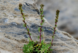 Artemisia nivalis