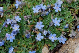 Eritrichium nanum