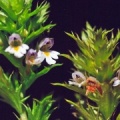 20070823_moutier_la-jean-matthey_euphrasia_salisburgensis_01.jpg