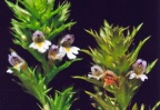 Euphrasia salisburgensis, Euphraise de Salzbourg