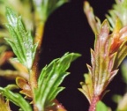Euphrasia salisburgensis, Euphraise de Salzbourg