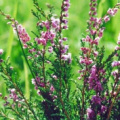 20070826_le-noirmont_creux-de-lepral_calluna_vulgaris.jpg