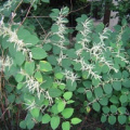 20070903_moutier_r.du-chateau_reynoutria_japonica.jpg