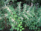 Reynoutria japonica, Reynoutria du Japon