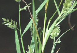 Eragrostis cilianensis