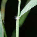 20070911_nidau_eragrostis_cilianensis_02_.jpg