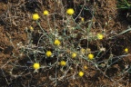 Centaurea solstitialis