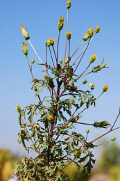Bidens bipinnata