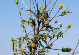 Bidens bipinnata