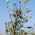 20071013_chappias-ardeche_bidens_bipinnata.jpg