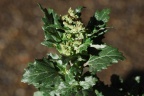 Chenopodium murale