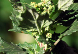 Chenopodium murale