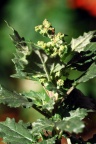 Chenopodium murale