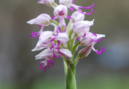 Orchis simia